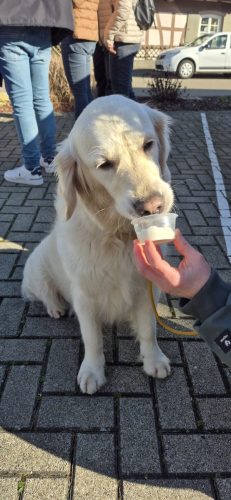 Hunde-Eis ist lecker!